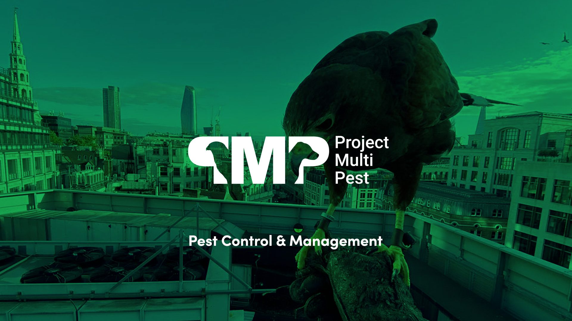 seo for pest control company case study