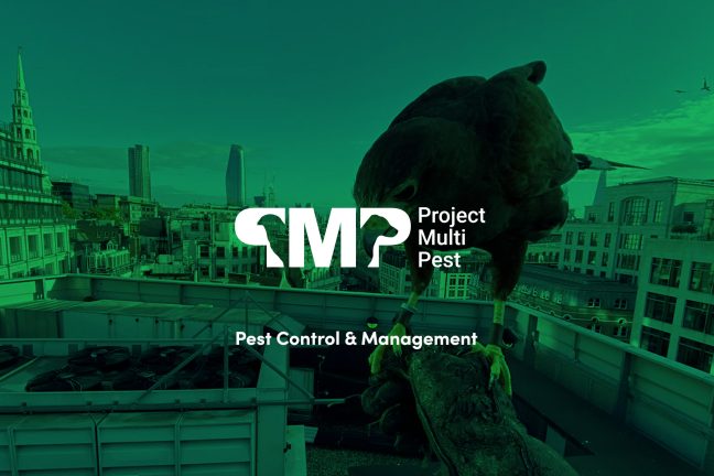 seo for pest control company case study
