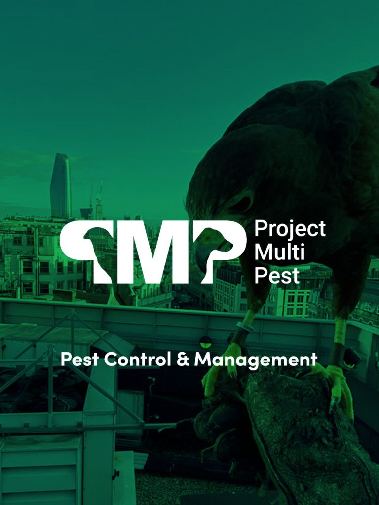 seo for pest control company case study